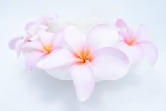 Frangipani | Kerala