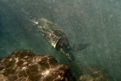 Wasserschildkröte | Hawaii